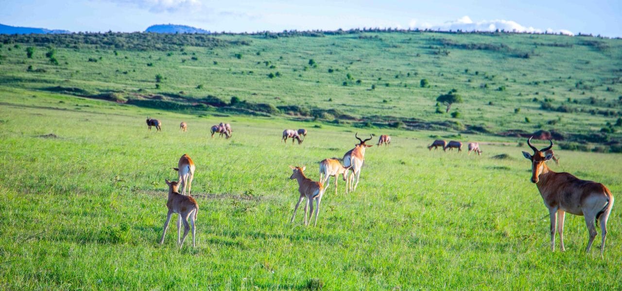 IMG_7584-scaled-qug79yb5cb4wee9zjw0z3c0ynh37migq14avewcdio